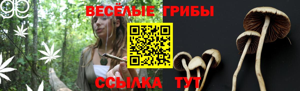 Галлюциногенные грибы Psilocybe  Вход с VPN  Балтийск  Галлюциногенные грибы GOLDEN TEACHER 